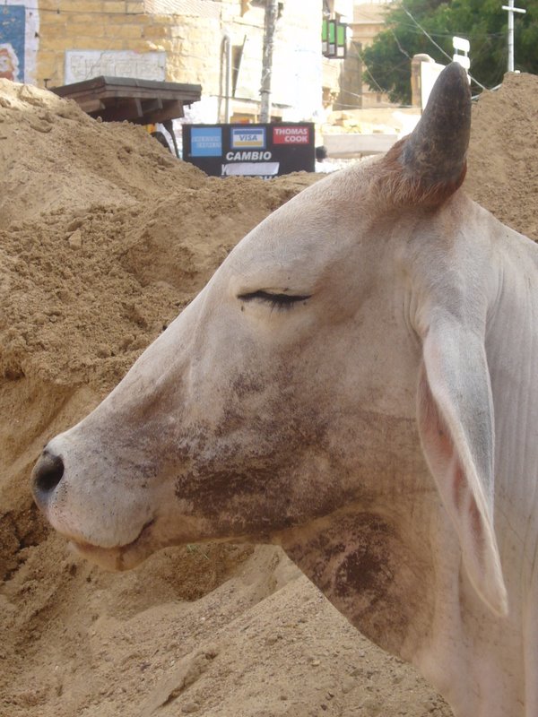Travel - India - Rajasthan - Jaisalmer - Sheep and Cows